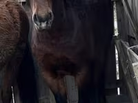 Hengst, Kazakh horse — Foto 1