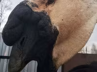 ليندا — الصورة 7