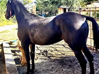 Toychoq, Arabian horse — 1-rasm