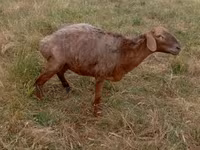 Qoʻy, Kazakh meat-wool sheep — 1-rasm