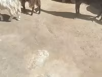 Keçilər (partiya, cinsi göstərilməyib), Keçilər — foto 6