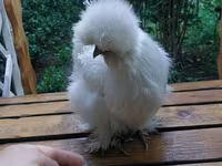 Chickens — foto 4