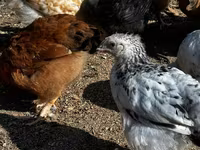 Chickens — 1-rasm
