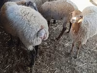 भेड़, भेड़ — फ़ोटो 1