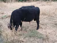 Bulle, Aberdeen-Angus — Foto 3