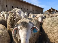 Widder, Kazakh fat-tailed coarsewool sheep — Foto 4