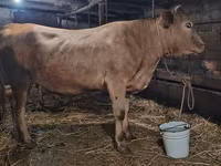Сиыр, Swiss cattle — 1-сурет