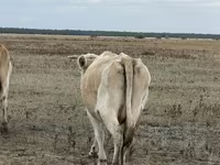 Kuh, Latvian Blue cattle — Foto 3
