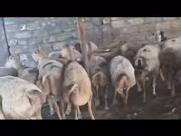 نعجة, الأغنام — الصورة 1