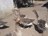 Geese — foto 2