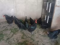 Chickens — 1-сурет