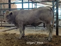 公牛, Charolais cattle — 照片 5