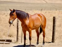 حصان, Quarter Horse — الصورة 3