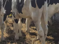 Bulle, Russian Black pied cattle — Foto 7