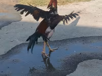Chickens — फ़ोटो 4