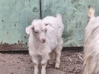 Cabra, Cabras — foto 2