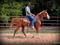 Hengst, American paint horse — Foto 7