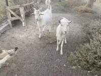 Ziegenbock, Russian White goat — Foto 5