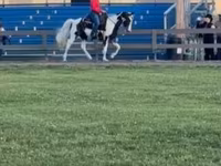 Stute, Pinto horses — Foto 4