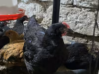 Chickens — 2-rasm