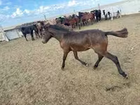 Hengst, Kazakh horse — Foto 3