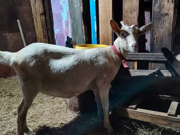 Goat, Alpine goat