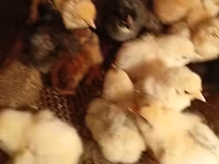 Chickens — 2-rasm