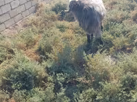 Ziegenbock, Damask goat — Foto 3