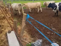 Kuh, Charolais cattle — Foto 2
