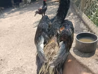 Chickens — foto 3