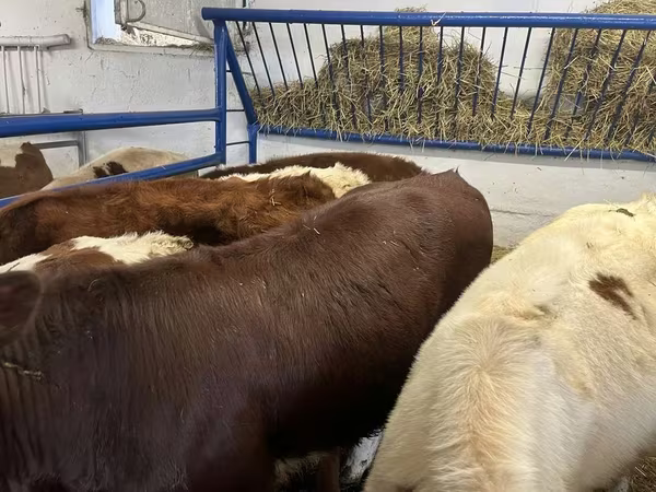 بقرة, الماشية
