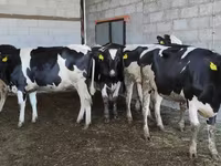 Kuh, Holstein-Rasse — Foto 5