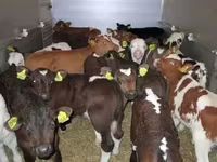 Bulle, Simmental cattle — Foto 6