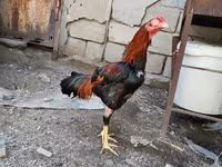 Chickens — photo 8