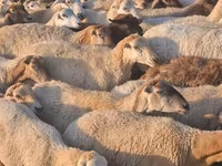 أغنام (دفعة، الجنس غير محدد), الأغنام — الصورة 6