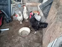 Chickens — Foto 1