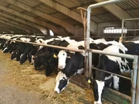 بقرة, Russian Black pied cattle — الصورة 2