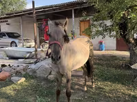 Hengst, Tiger horse — Foto 1