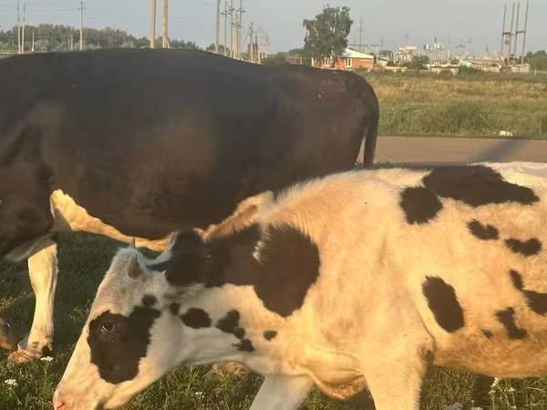 İnək, Swiss cattle