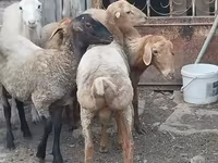मेढ़ा, भेड़ — फ़ोटो 3