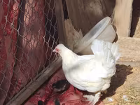 Chickens — foto 3