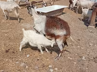Ziege, Toggenburg goat — Foto 5