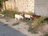 बकरा, बकरियाँ — फ़ोटो 3
