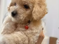 Maltipoo balası – krem rəngli, qıvırcıq tüklü, kiçik ölçülü ev iti — фото 1