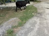 Kuh, Russian Black pied cattle — Foto 6
