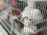 Salam Qəfəs qarisiq satılır 8 Ədəd Hamster var içərsində. Gelen ay — фото 1