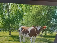 Vaca, Ayrshire — foto 6