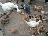 Ducks — Foto 1