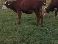 母牛, Kazakh White-headed cow — 照片 1