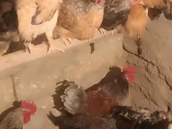 Chickens